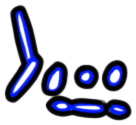 Image of the occurrence